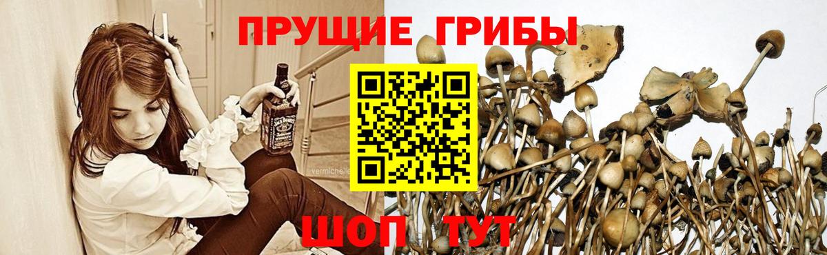 Псилоцибиновые грибы Magic Shrooms  Сафоново 