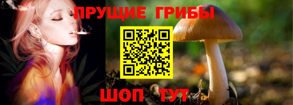 Псилоцибиновые грибы Psilocybine cubensis Сафоново